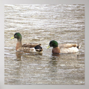 Gräsänder Fotoaffisch Poster