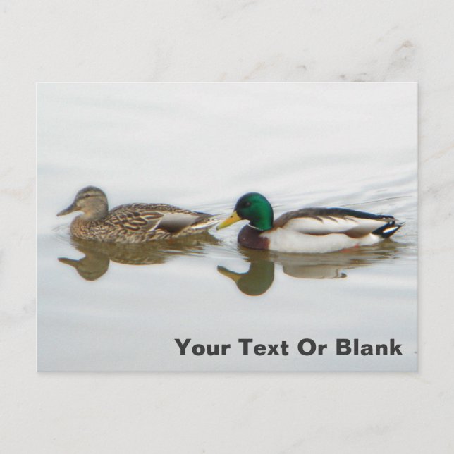 Gräsänder Meddelande Vykort (Framsida)