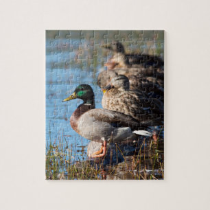 Gräsandet duckar djurlivfotoet pussel