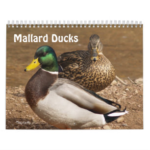 Gräsandet duckar kalendern kalender