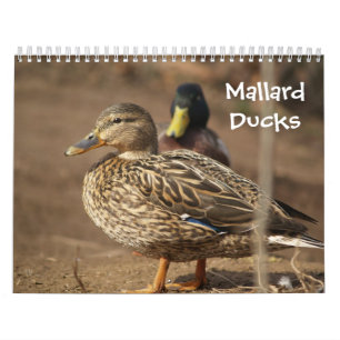 Gräsandet duckar naturkalendern kalender