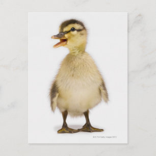 Gräsandkyckling (Anas platyrhynchos) Vykort