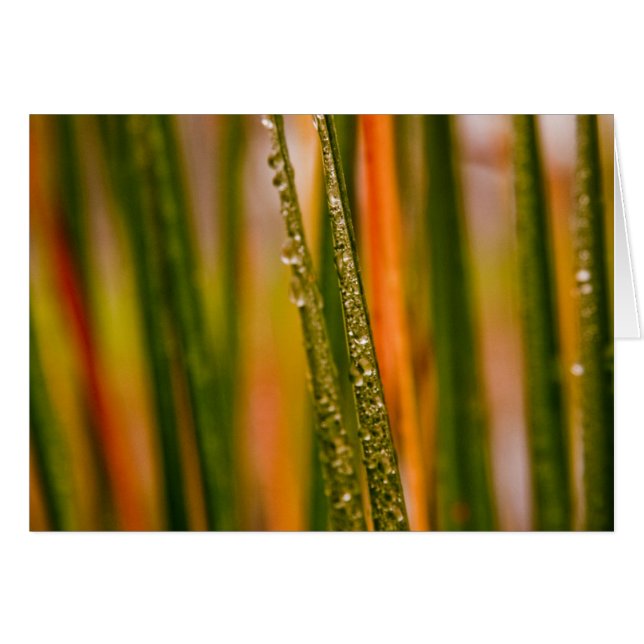 Gräsblad OBS Kort (Framsidan Horizontal)