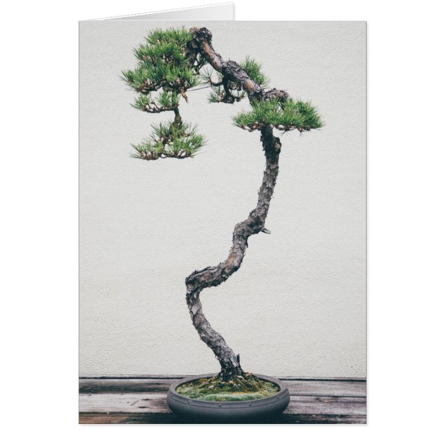 GräsBonsai Hälsningskort (Framsidan)