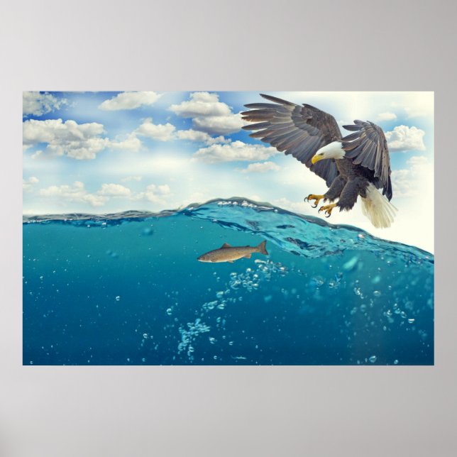 Gråsej, bläckfiskad örn som attackerar fisk poster (Framsidan)