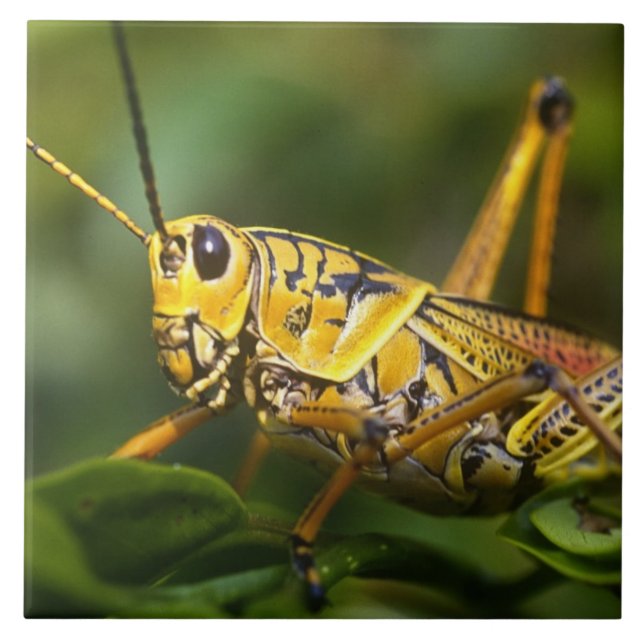Gräshoppa, Everglades National Park, Florida, Kakelplatta (Framsidan)