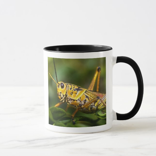 Gräshoppa, Everglades National Park, Florida, Mugg (Höger)