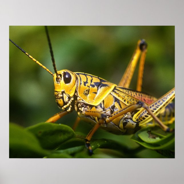 Gräshoppa, Everglades National Park, Florida, Poster (Framsidan)