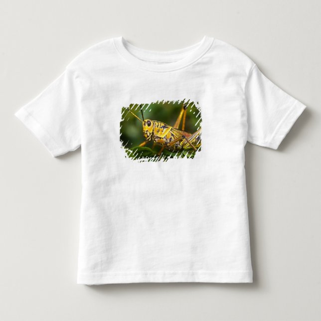 Gräshoppa, Everglades National Park, Florida, T-shirt (Framsida)