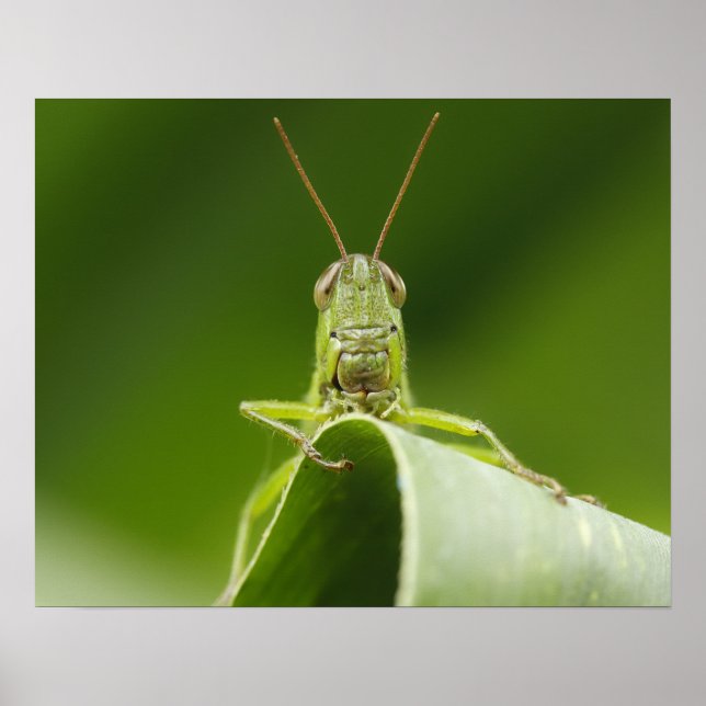 Gräshoppa på blad närbild poster (Framsidan)