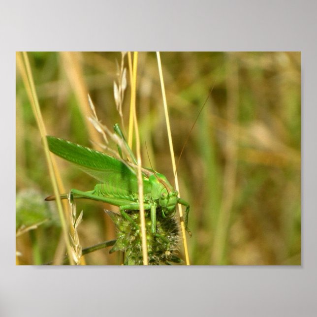 Gräshoppaaffisch Poster (Framsidan)