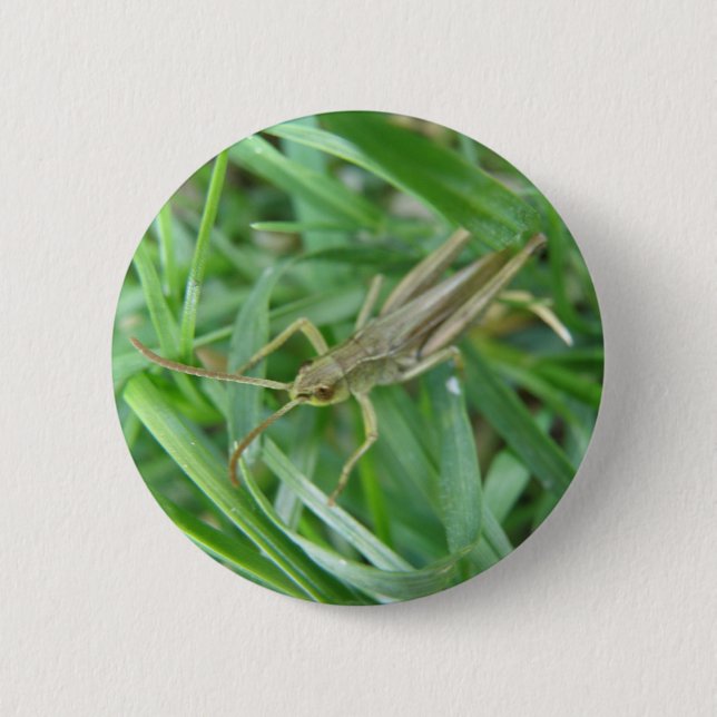 Grashopper Button Knapp (Framsida)