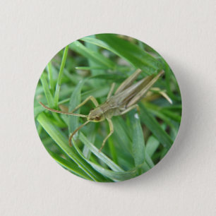 Grashopper Button Knapp