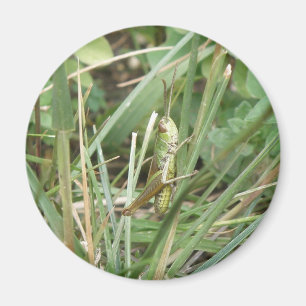 Grashopper Camouflage Magnet