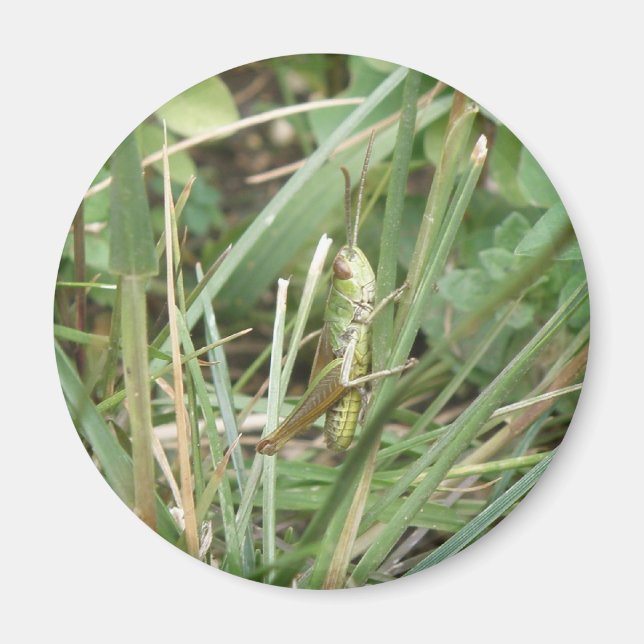 Grashopper Camouflage Magnet (Framsidan)
