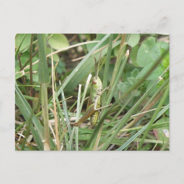 Grashopper Camouflage Postcard Vykort (Framsida)