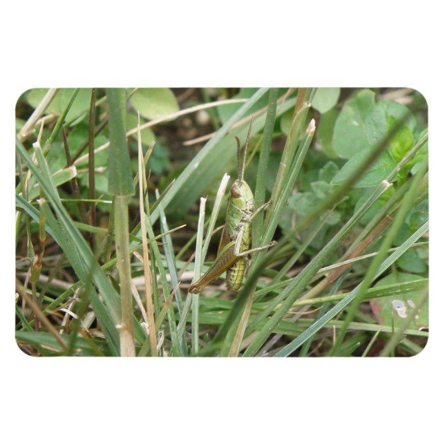 Grashopper Camouflage Premium Magnet (Horisontell)