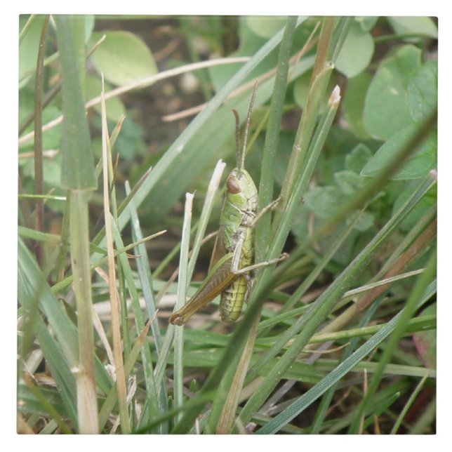 Grashopper Camouflage Tile Kakelplatta (Framsidan)