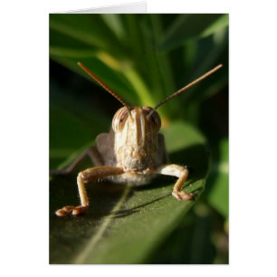 Grashopper Card Hälsningskort