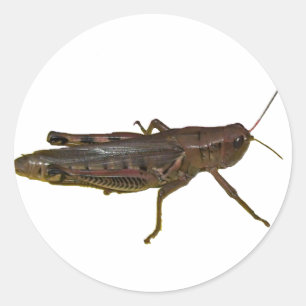 Grashopper Design Runt Klistermärke