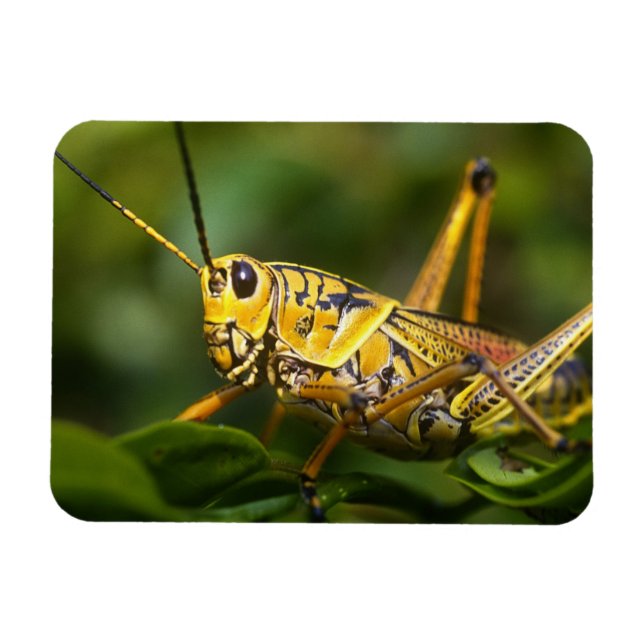 Grashopper, Everglades nationalpark, Florida Magnet (Horisontell)