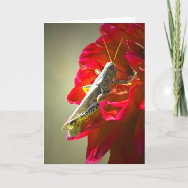 Grashopper Kort (Framsida)