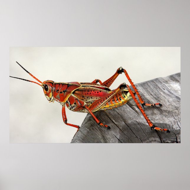 Grashopper Kryp Insekt Artwork Photo Poster (Framsidan)