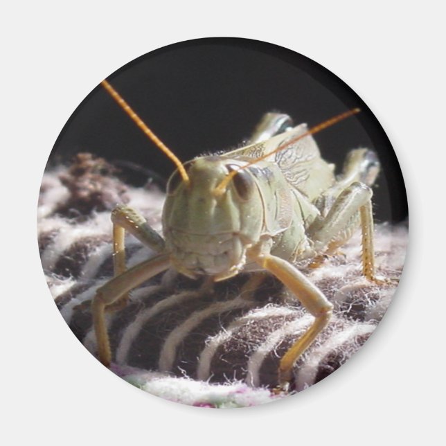 Grashopper Magnet (Framsidan)