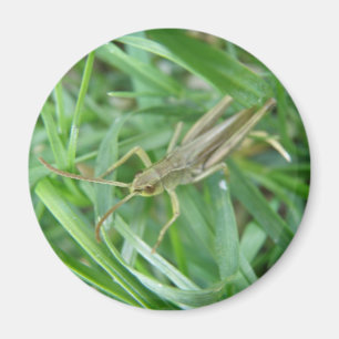 Grashopper Magnet
