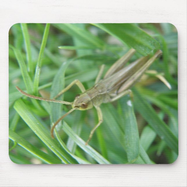Grashopper Mousepad Musmatta (Framsidan)