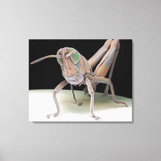 Grashopper nymph canvastryck (Framsida)