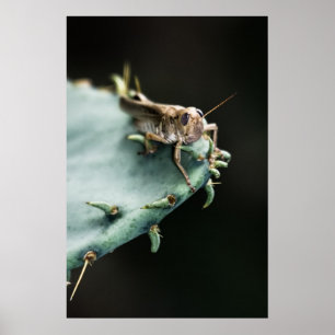 Grashopper på Cactus Poster