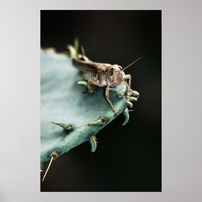 Grashopper på Cactus Poster (Framsidan)