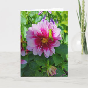 Grashopper på Dahlia Flower Kort
