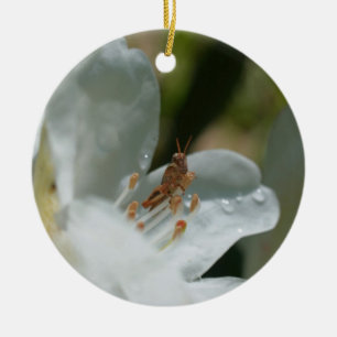 Grashopper på White Azalea Flower Ornament