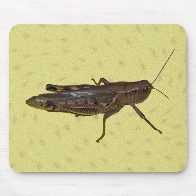 Grashopper Pad Musmatta (Framsidan)