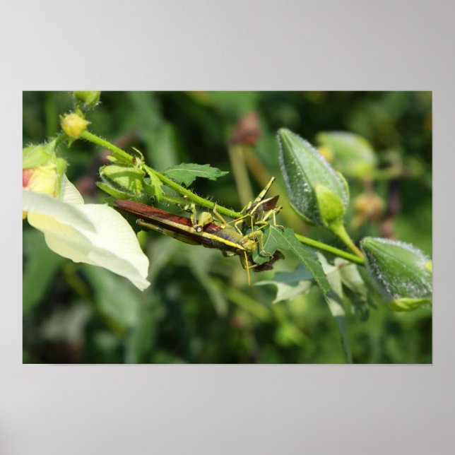 Grashopper Pair 2 Poster (Framsidan)