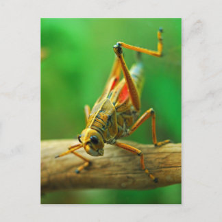Grashopper Postcard Vykort