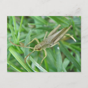 Grashopper Postcard Vykort