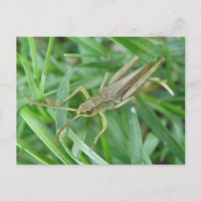 Grashopper Postcard Vykort (Framsida)