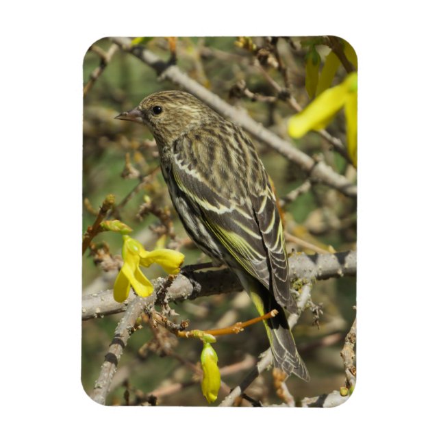Grashopper Sparrow i Sunshine Magnet (Vertikal)