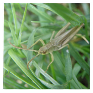 Grashopper Tile Kakelplatta