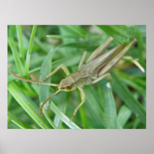 Grashopper-utskrift Poster