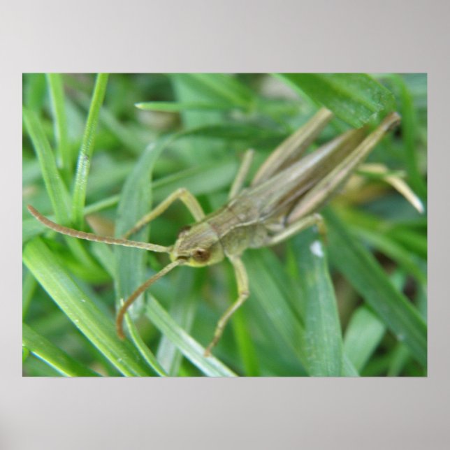 Grashopper-utskrift Poster (Framsidan)