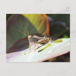 Grashopper Vykort