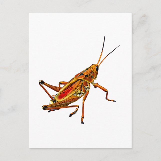 Grashopper Vykort (Framsida)