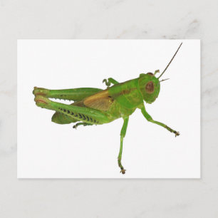 Grashopper Vykort