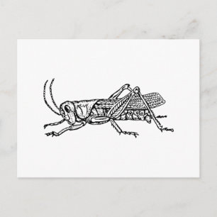 Grashopper Vykort