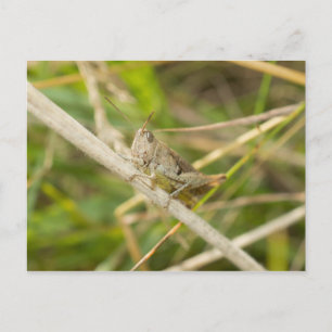 Grashopper Vykort