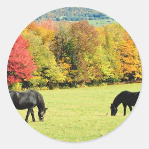 Grasing Black Horses på hösten Runt Klistermärke